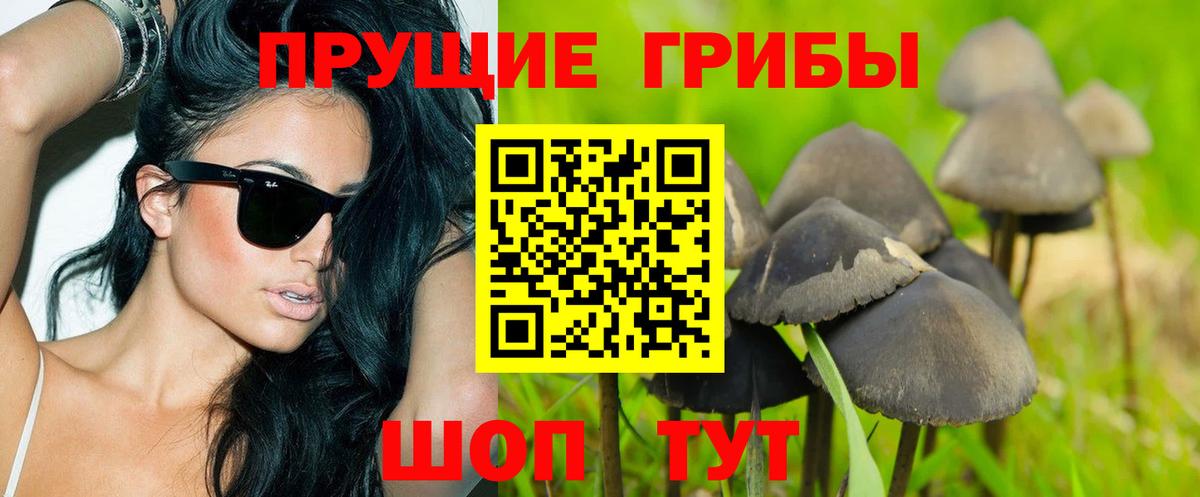 Галлюциногенные грибы Psilocybine cubensis  Сибай  Псилоцибиновые грибы прущие грибы 